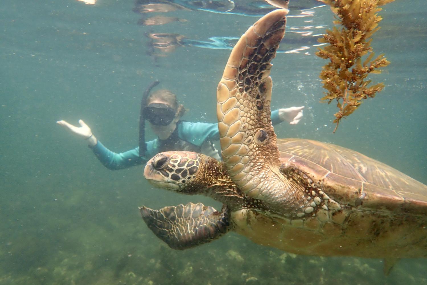 一名<a href='http://39ci.ngskmc-eis.net'>bv伟德ios下载</a>学生在Galápagos群岛游学途中与一只巨龟游泳.